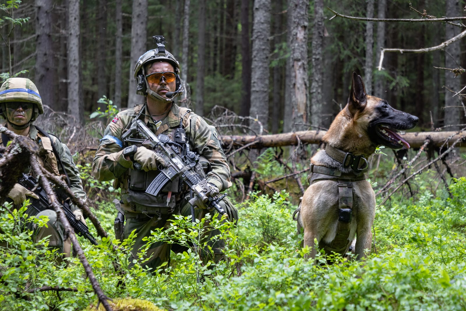 Et slag for den militære tjenestehunden